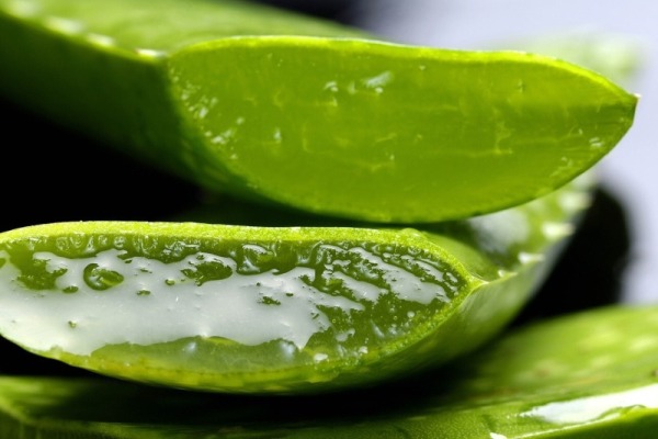 Bild "Startseite:AloeVera1.jpg"